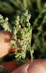 Chenopodium desiccatum