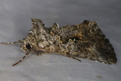 Syngrapha octoscripta