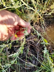 Chenopodium desiccatum