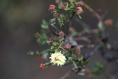 Melaleuca thymoides