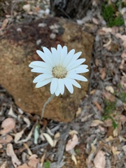 Trichocline spathulata