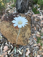 Trichocline spathulata