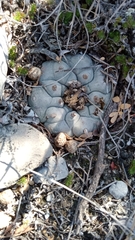 Lophophora williamsii