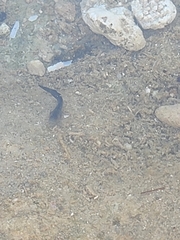 Istiblennius zebra