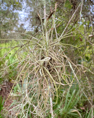 Tillandsia recurvata image