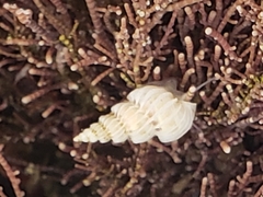 Epitoniidae