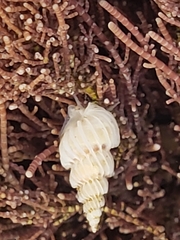 Epitoniidae