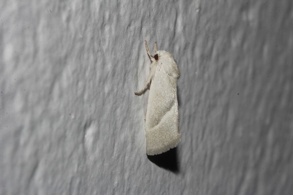 Leucocnemis nivalis