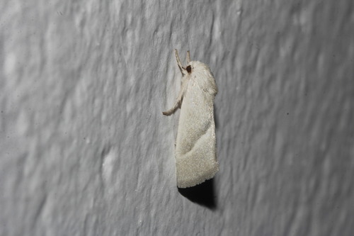 Leucocnemis nivalis Smith, 1894