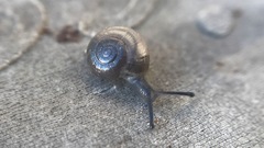 Glyphyalinia