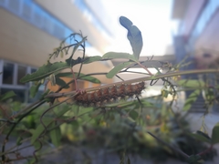 Lepidoptera