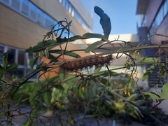 Lepidoptera