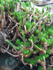 Selaginella wrightii