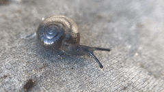 Glyphyalinia