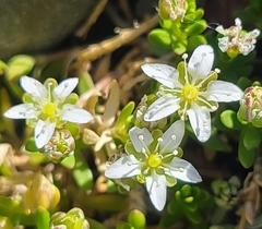 Arenaria serpens