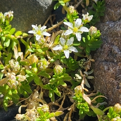 Arenaria serpens