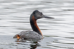 Podiceps major navasi