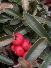 Pyracantha fortuneana