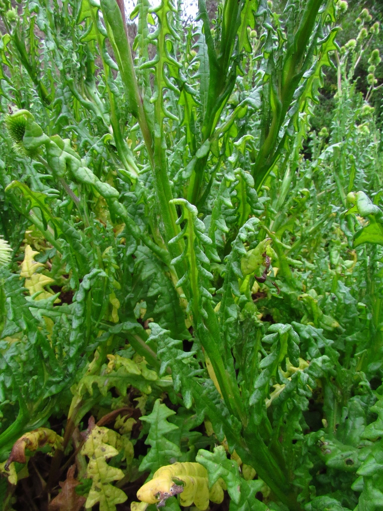 Polyachyrus gayi