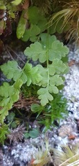 Cystopteris tasmanica