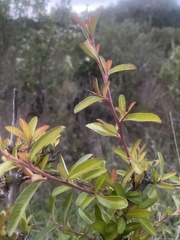 Pyracantha fortuneana