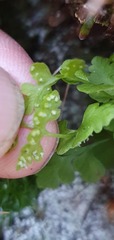 Cystopteris tasmanica