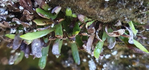 Notogrammitis gunnii