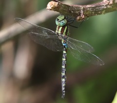 Zosteraeschna ellioti