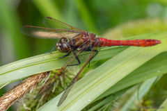 Sympetrum villosum