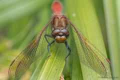 Sympetrum villosum