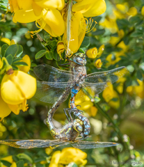 Rhionaeschna variegata