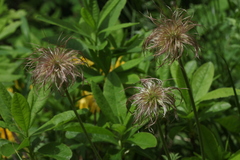 Pulsatilla aurea