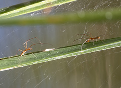 Tetragnatha nitens