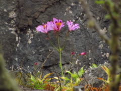 Alstroemeria magnifica