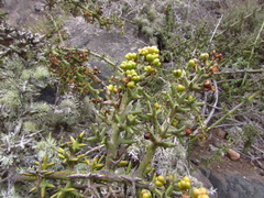Colletia hystrix