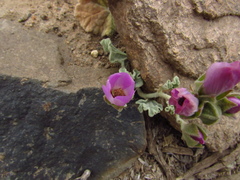 Sphaeralcea obtusiloba