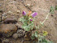 Sphaeralcea obtusiloba