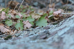 Heuchera parvifolia