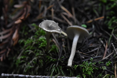 Spodocybe trulliformis