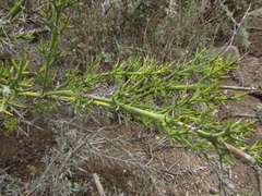 Colletia hystrix