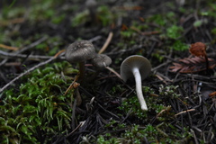 Spodocybe trulliformis