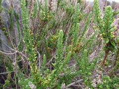 Ophryosporus triangularis