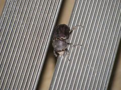 Xylotrupes meridionalis