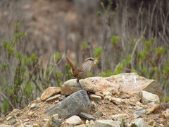 Scelorchilus albicollis