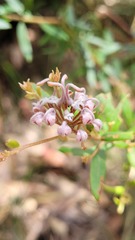 Grevillea sphacelata