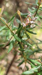 Grevillea sphacelata