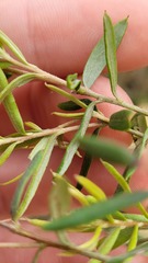 Grevillea sphacelata