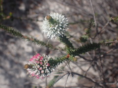 Darwinia