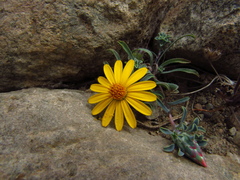 Chaetanthera frayjorgensis