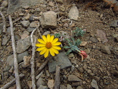Chaetanthera glabrata